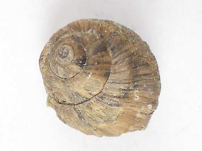 Ampullina sp fossile du jurassique Boulonnais