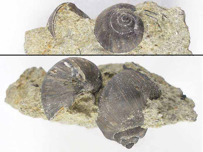 Ampullina ( Ampullospira, Natica ) ceres fossile du jurassique Boulonnais
