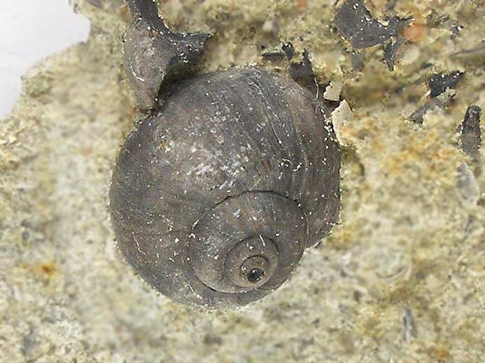 Ampullina (Ampullospira, Natica) ceres fossile du jurassique Boulonnais