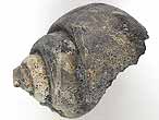 Ampullina sp fossile jurassique Boulonnais
