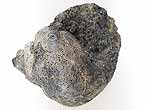 Ampullina sp fossile jurassique Boulonnais