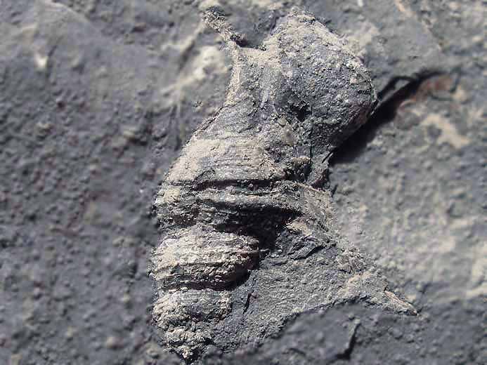 Gastropode Aporrhais fossile jurassique Boulonnais