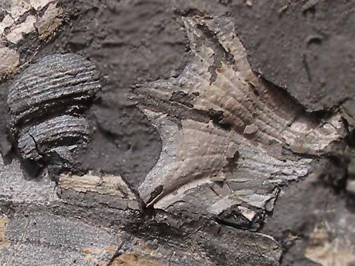 Aporrhais Gastropode fossile jurassique Boulonnais