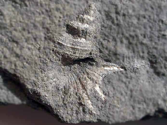 Aporrhais Gastropode fossile jurassique Boulonnais