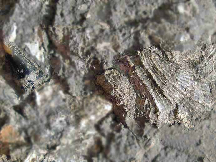Aporrhais Gastropode fossile jurassique Boulonnais