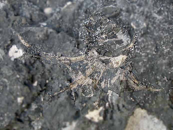 Aporrhais Gastropode fossile jurassique Boulonnais