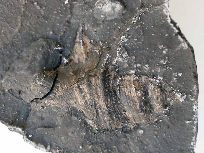 Gastropode Aporrhais fossile jurassique Boulonnais