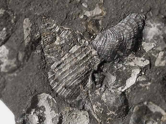 Aporrhais Gastropode fossile jurassique Boulonnais