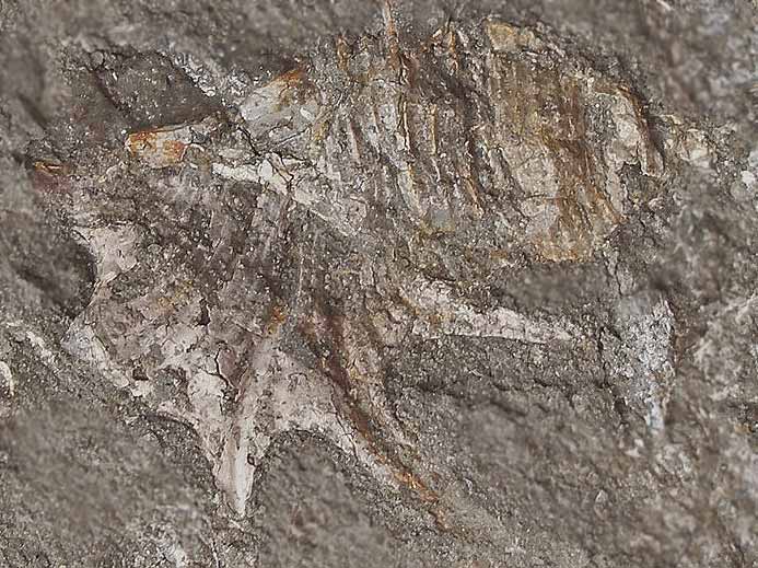 Aporrhais Gastropode fossile jurassique Boulonnais