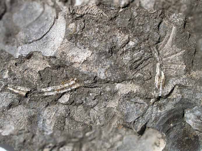 Gastropode Aporrhais fossile jurassique Boulonnais