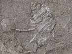 Aporrhais fossile du jurassique Boulonnais