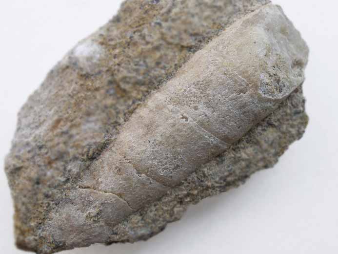 Cerithium micheloti gastropode fossile du jurassique Boulonnais