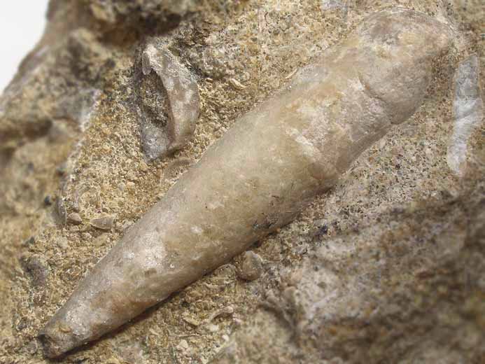 Cerithium micheloti gastropode fossile du jurassique Boulonnais