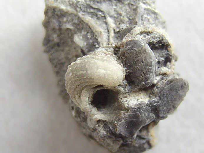 image Delphinula fossile jurassique Boulonnais