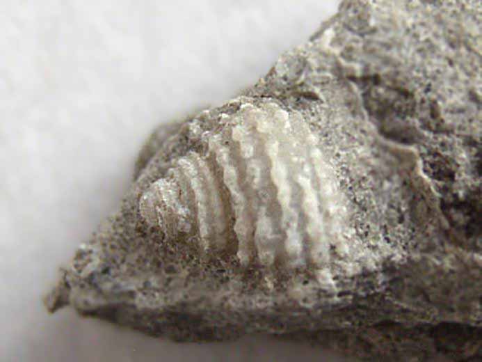 image Delphinula fossile jurassique Boulonnais