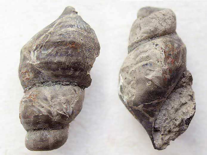 image gastropode Aporrhaidae fossile jurassique Boulonnais