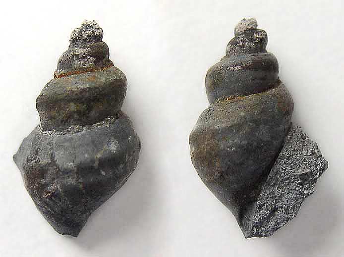 image gastropode Aporrhaidae fossile jurassique Boulonnais