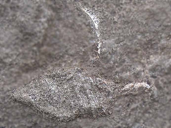 Aporrhaidae fossile jurassique Boulonnais