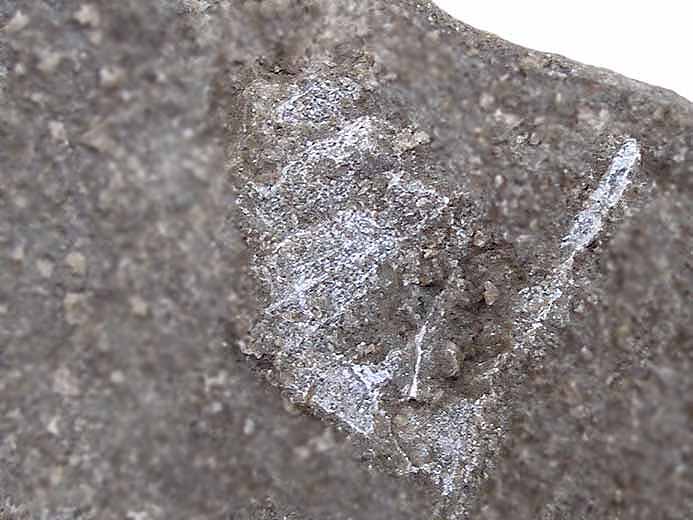 Aporrhaidae fossile jurassique Boulonnais