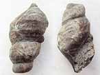 Aporrhaidae fossile du jurassique Boulonnais