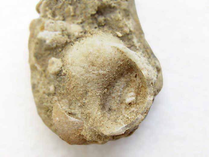 image gastropode Naticidae fossile jurassique Boulonnais