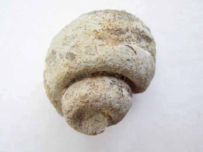 image gastropode Naticidae fossile jurassique Boulonnais