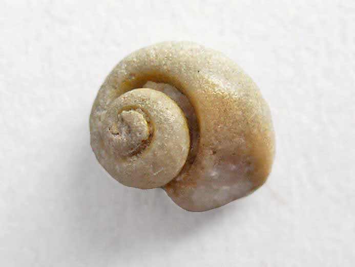 image gastropode Naticidae fossile jurassique Boulonnais