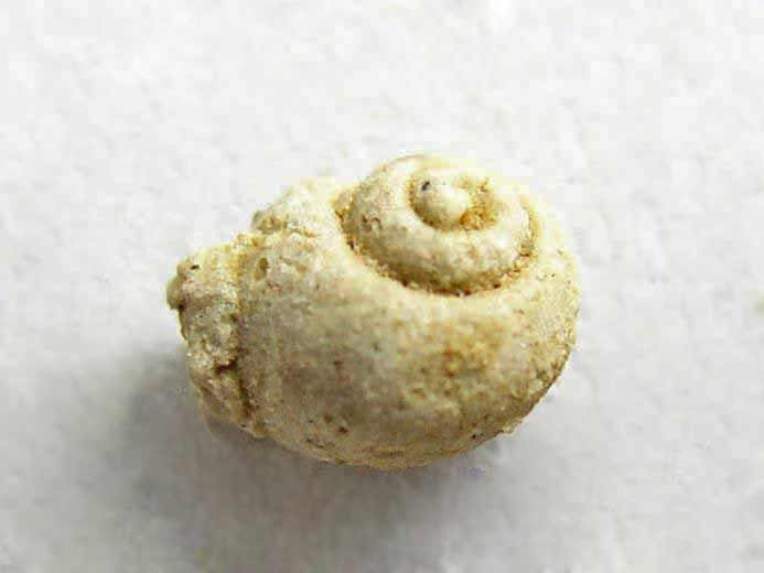 image gastropode Naticidae fossile jurassique Boulonnais
