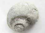 Gastropode fossile du jurassique Boulonnais