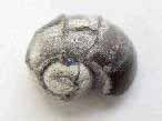 Gastropode fossile du jurassique Boulonnais