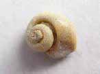 Gastropode fossile du jurassique Boulonnais