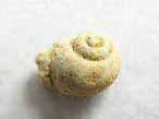 Gastropode fossile du jurassique Boulonnais