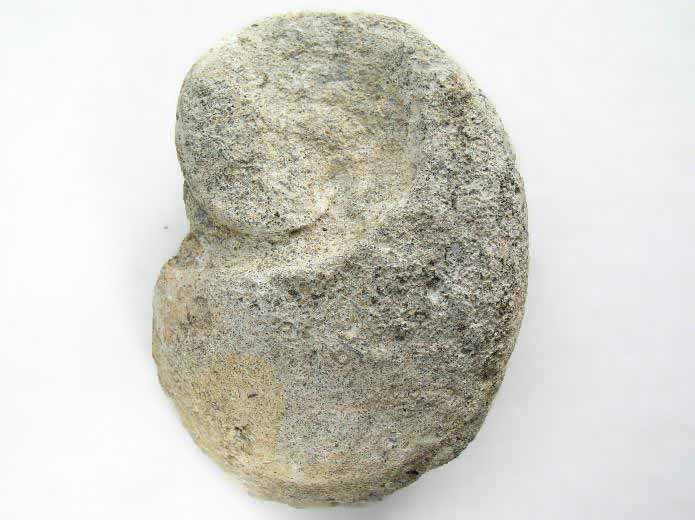 Gastropode fossile jurassique Boulonnais