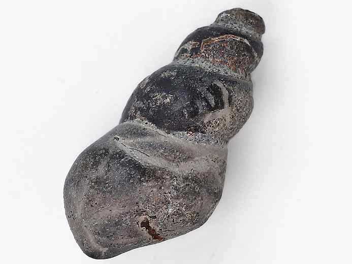 image gastropode fossile jurassique Boulonnais