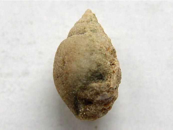 gastropode fossile jurassique Boulonnais