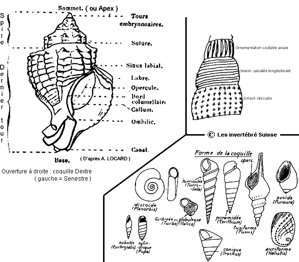 Retour page Les Gastropodes