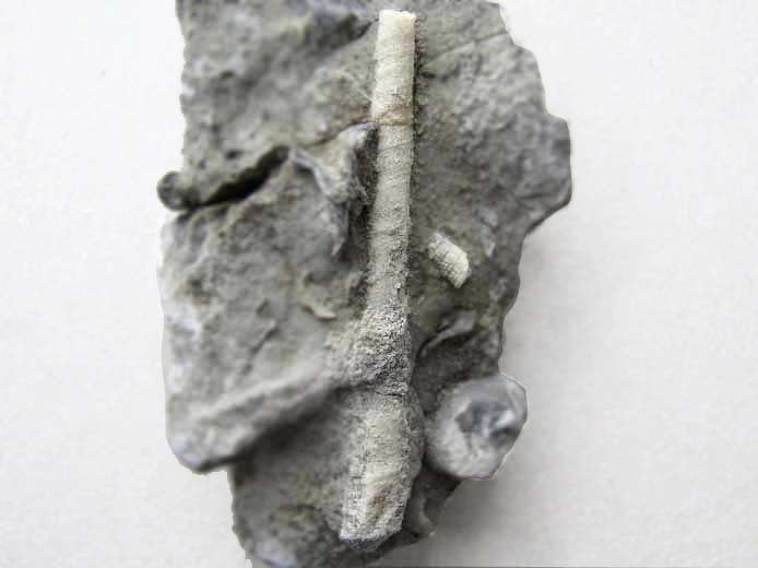Gastropode fossile: Nerinea du jurassique Boulonnais