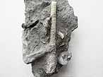 Nerinea fossile du jurassique Boulonnais
