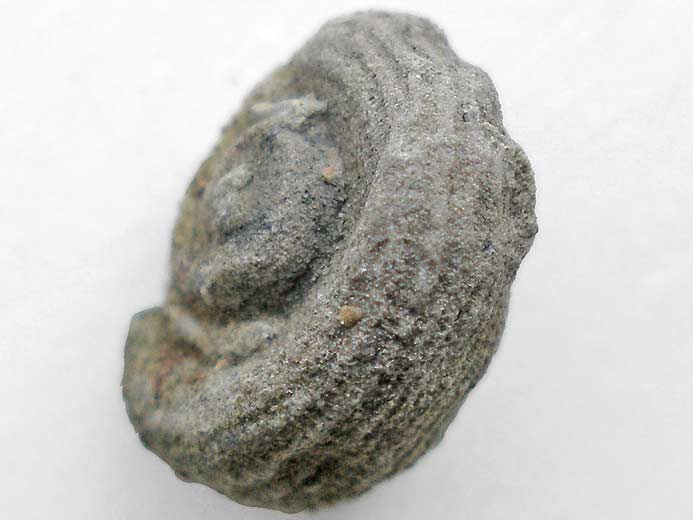 Neritopsis gastropode fossile du jurassique Boulonnais