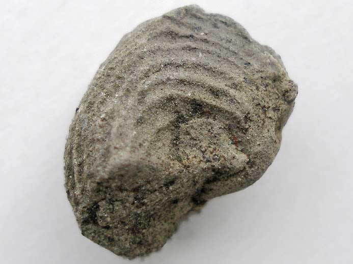 Neritopsis gastropode fossile du jurassique Boulonnais
