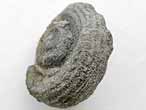 Gastropode fossile Neritopsis du jurassique Boulonnais