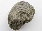 Gastropode fossile Neritopsis du jurassique Boulonnais