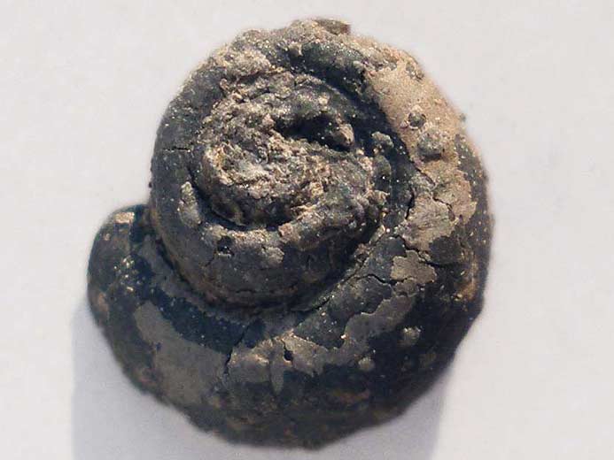 Opercule de Gastropode fossile du jurassique Boulonnais