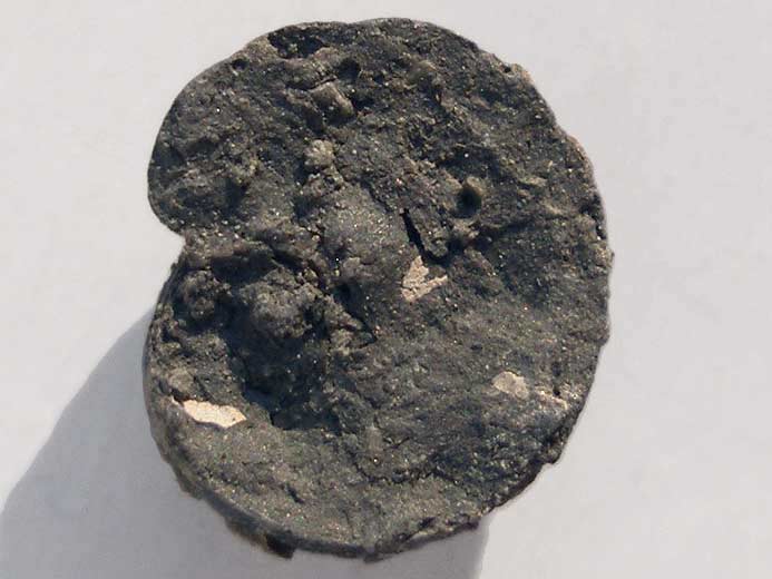 Opercule de Gastropode fossile du jurassique Boulonnais