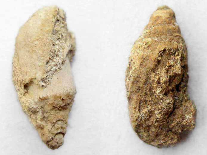 Gastropodes fossiles: Cylindrobullina (Orthostoma) du jurassique Boulonnais