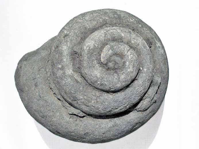 Pleurotomaria fossile jurassique Boulonnais