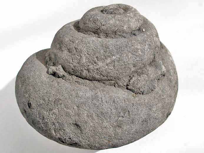 Pleurotomaria fossile jurassique Boulonnais