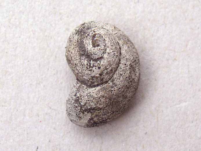 Pleurotomaria fossile jurassique Boulonnais