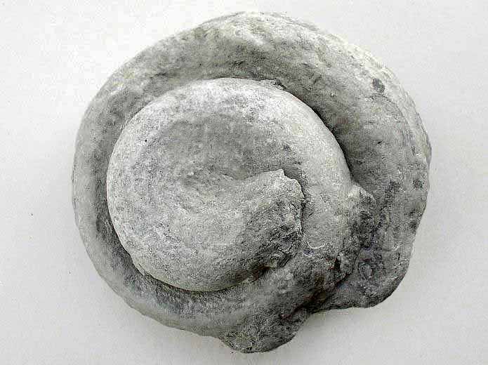 image Pleurotomaria fossile jurassique Boulonnais