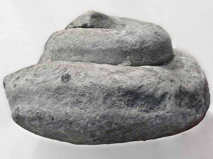 image Pleurotomaria fossile jurassique Boulonnais